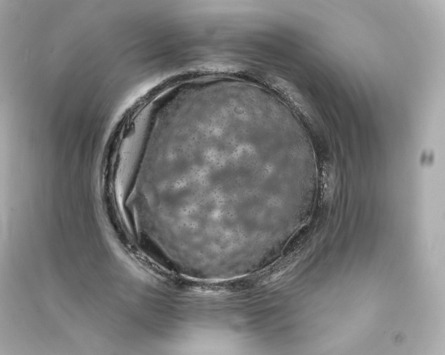X0000090460726200708102110
