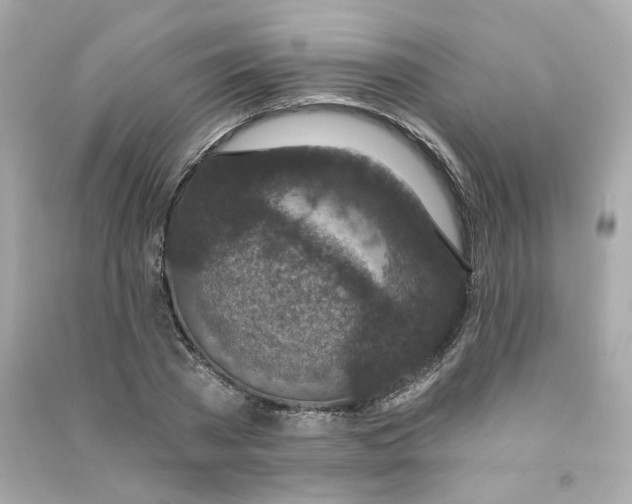 X0000090460785200708102110