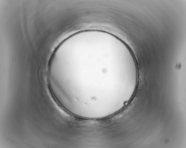 X0000090461525200708102100