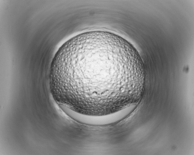 X0000090461534200708102100