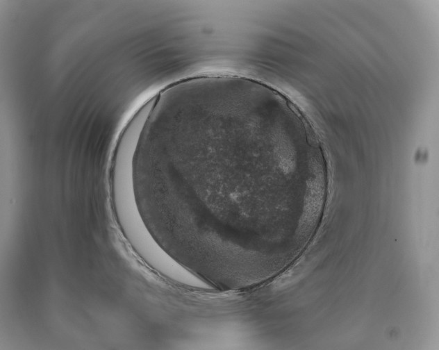X0000090470864200707201353