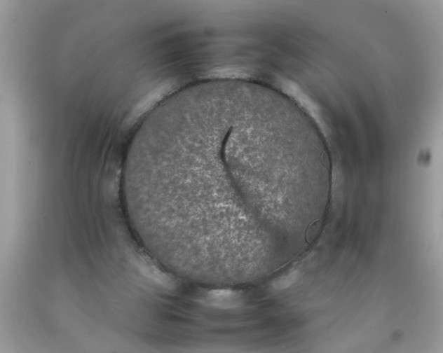 X0000090470153200707272305