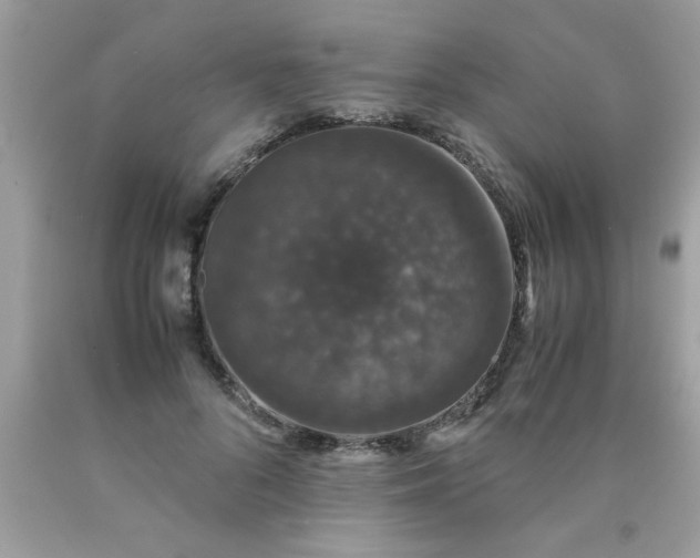 X0000090470696200707272259