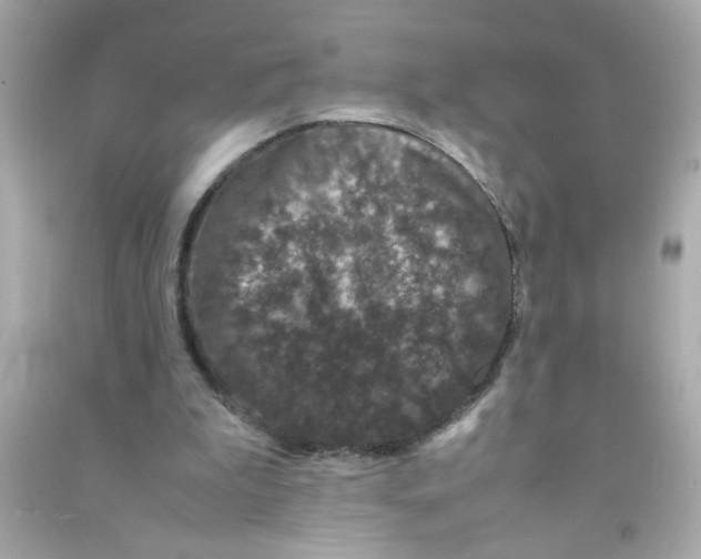 X0000090470199200708102141