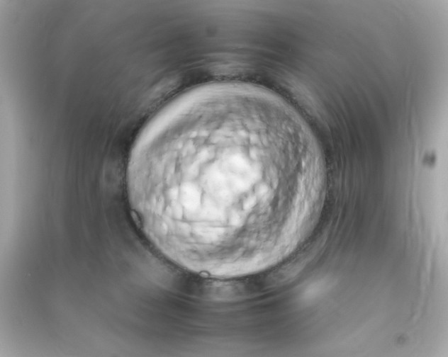 X0000090470277200708102140