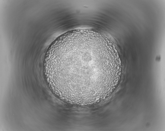 X0000090470337200708102138