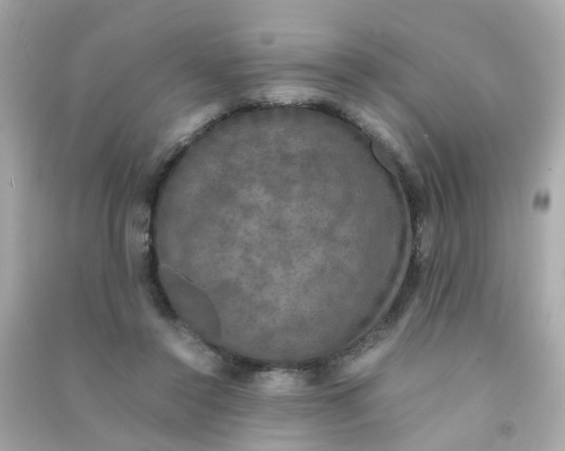 X0000090470356200708102138