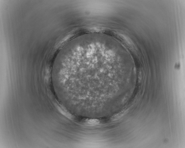 X0000090470409200708102138