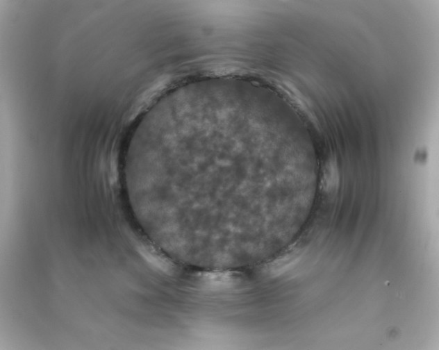 X0000090470524200708102136