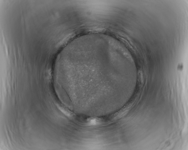 X0000090470564200708102136