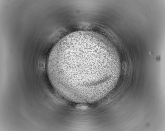 X0000090470602200708102135