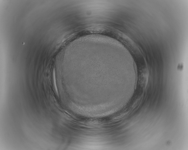 X0000090470604200708102135