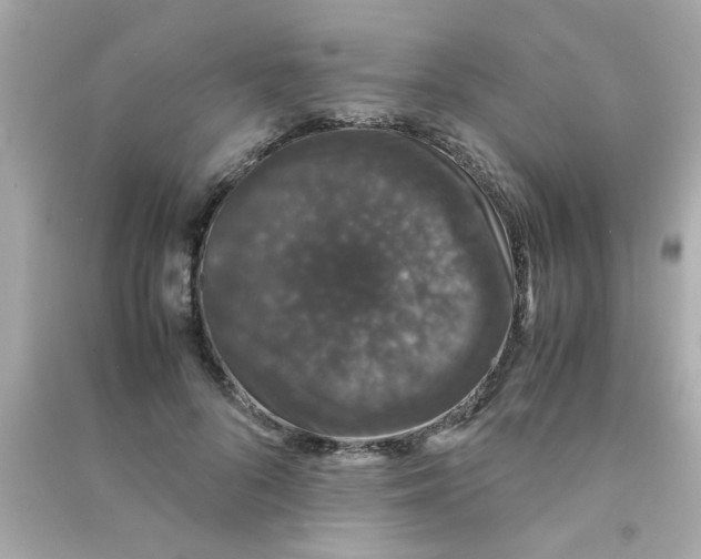 X0000090470696200708102134