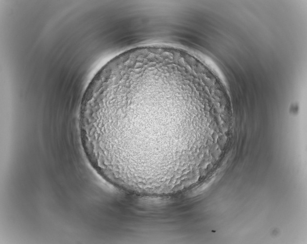 X0000090470855200708102132