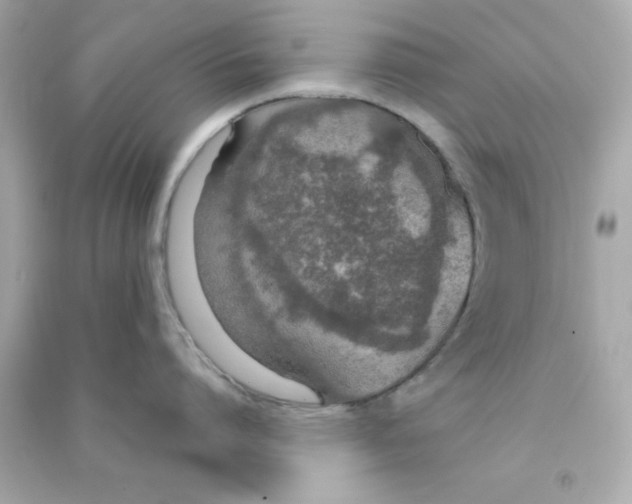 X0000090470864200708102132