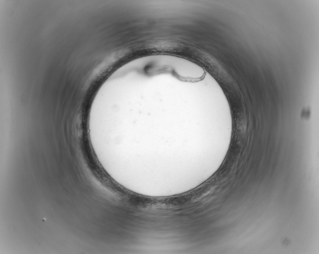 X0000090480734200708102156