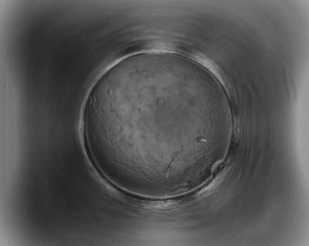 X0000090491387200707201529