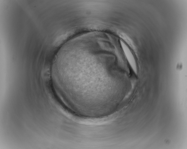 X0000090490017200707272350
