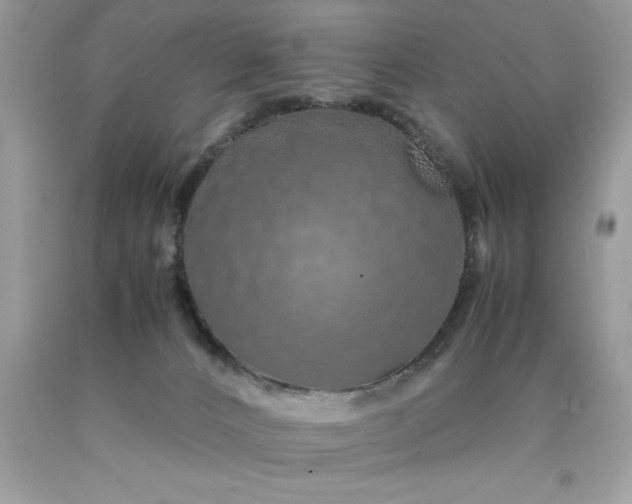 X0000090490032200707272350