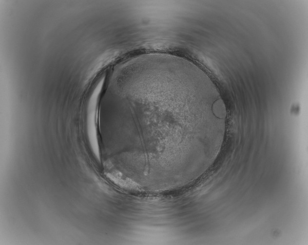 X0000090490738200707272339