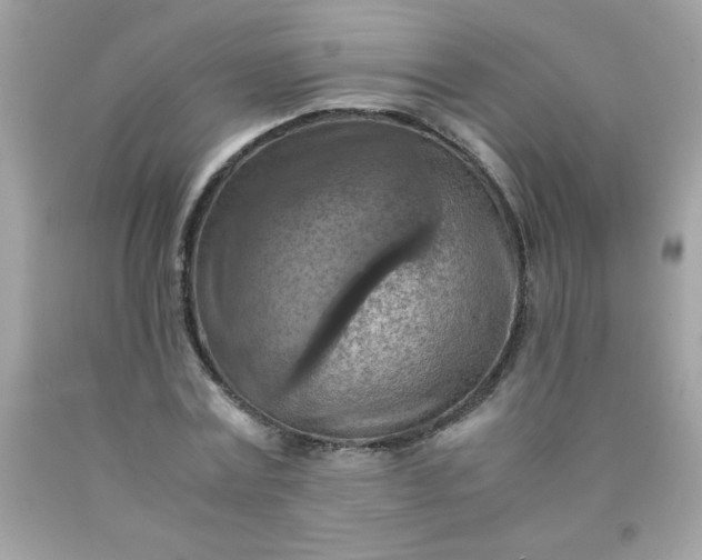 X0000090490779200707272339