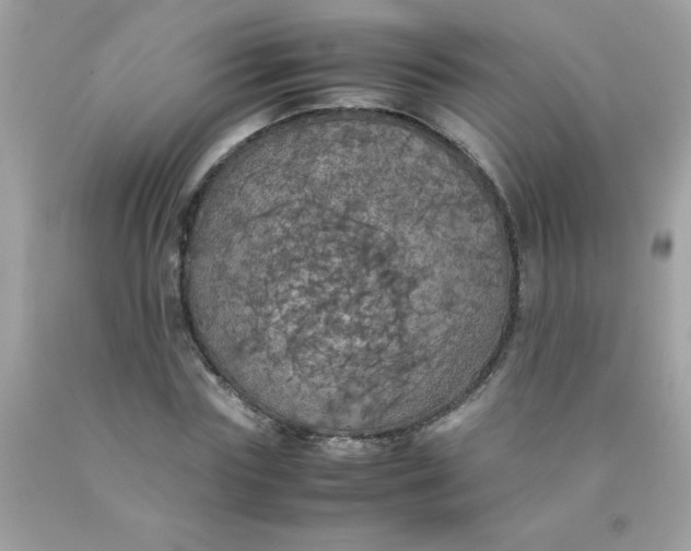 X0000090490827200707272338