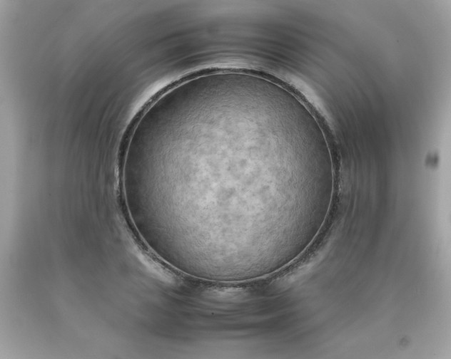 X0000090490837200707272338