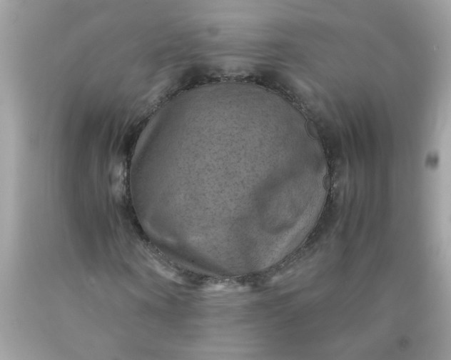 X0000090490866200707272338
