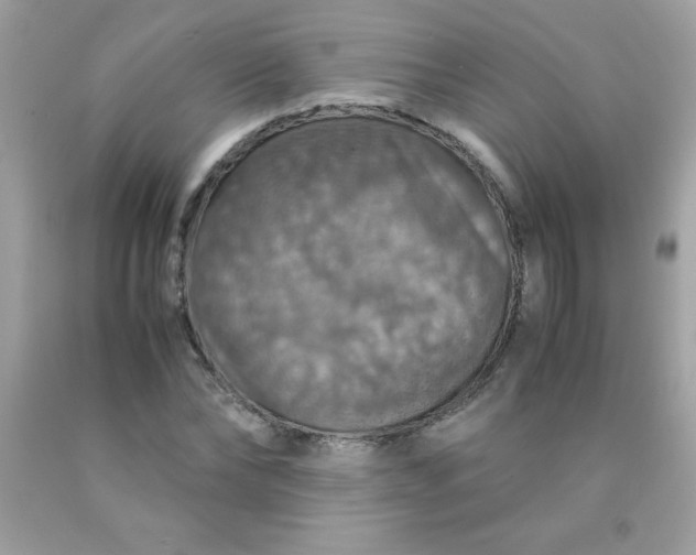 X0000090490878200707272338