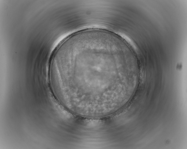 X0000090490886200707272338