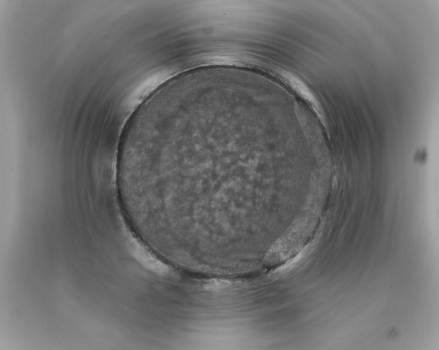 X0000090490938200707272337