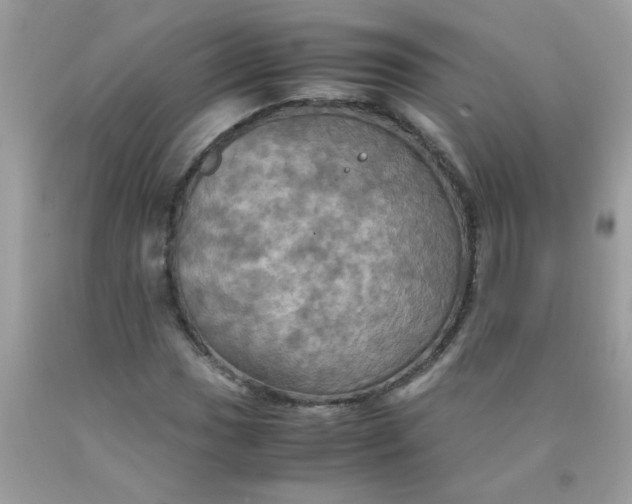 X0000090491017200707272336