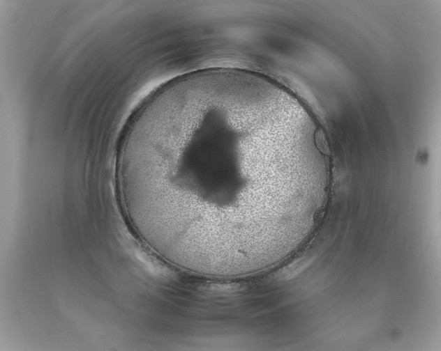 X0000090491035200707272336