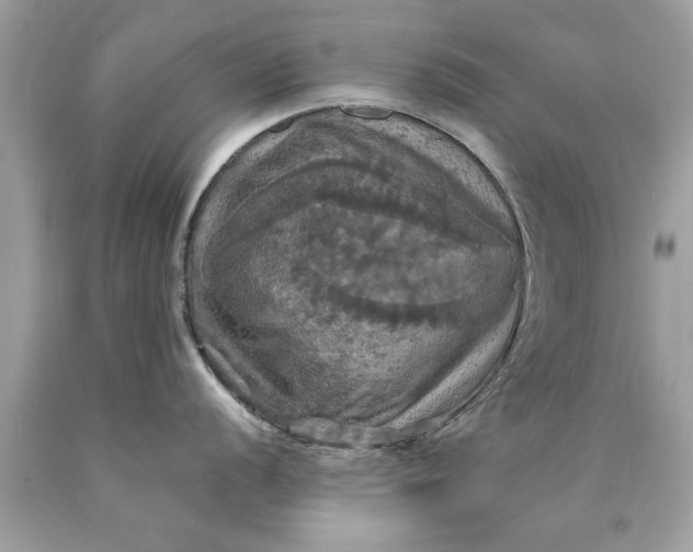 X0000090491056200707272336