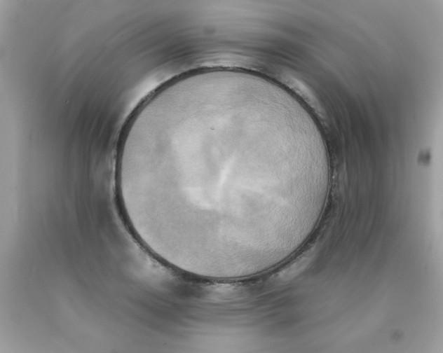 X0000090491130200707272334