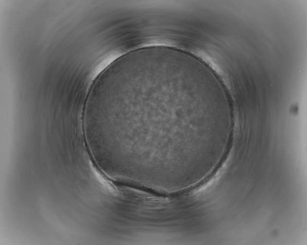 X0000090491137200707272335