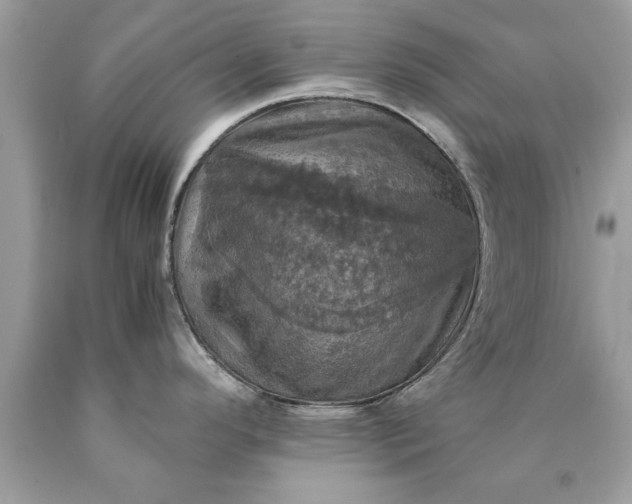 X0000090491296200707272332