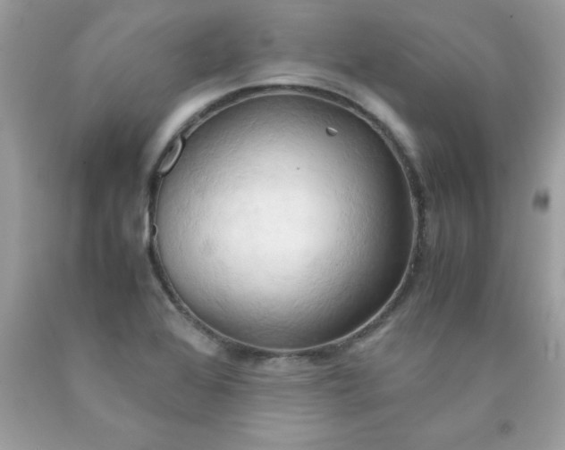 X0000090491368200707272331