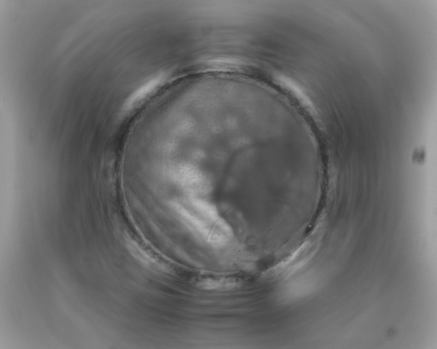 X0000090491403200707272331