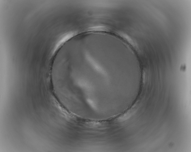 X0000090491405200707272331