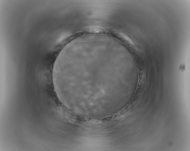 X0000090491446200707272330