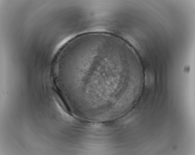 X0000090491452200707272330
