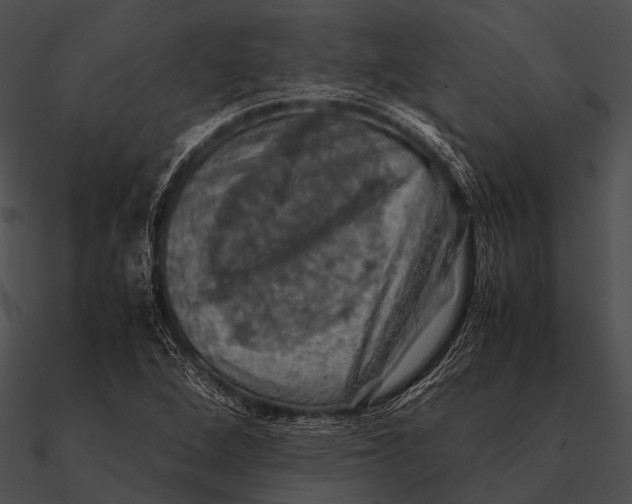 X0000090491264200708031138