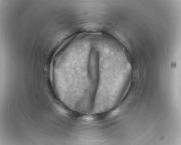 X0000090490117200708102227