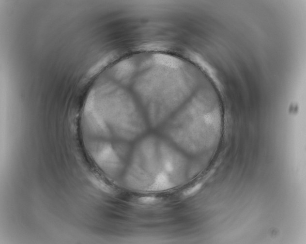 X0000090490153200708102226