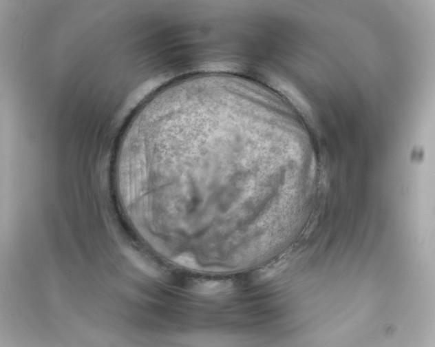 X0000090490155200708102226