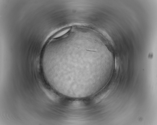 X0000090490204200708102226