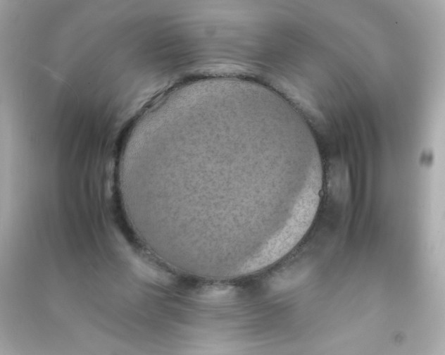 X0000090490206200708102226