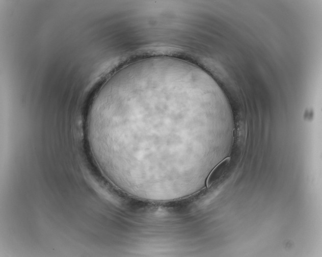 X0000090490254200708102225