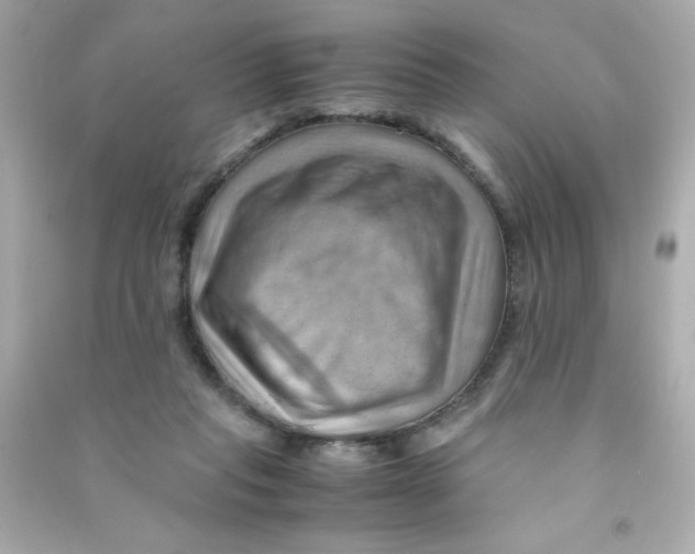 X0000090490261200708102225